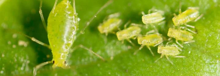 Blattläuse auf einem grünen Blatt